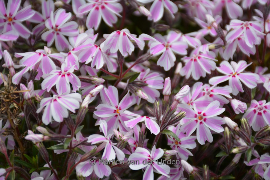 Phlox subulata ‚Candy Stripes‘