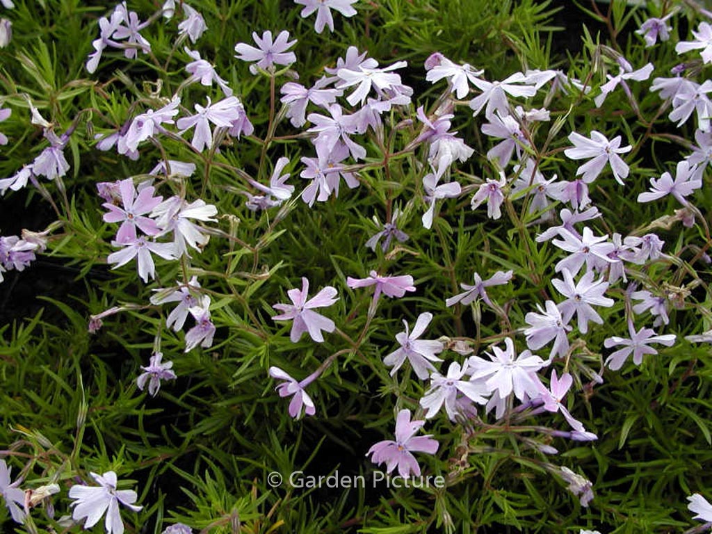Phlox subulata ‚Emerald Cushion Blue‘