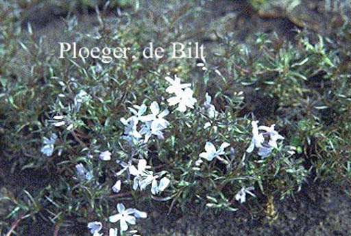 Phlox subulata ‚G.F. Wilson‘