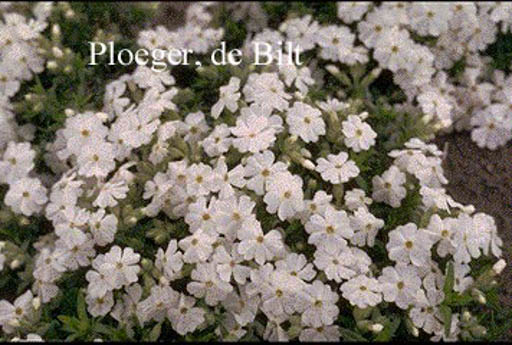 Phlox subulata ‚Maischnee‘