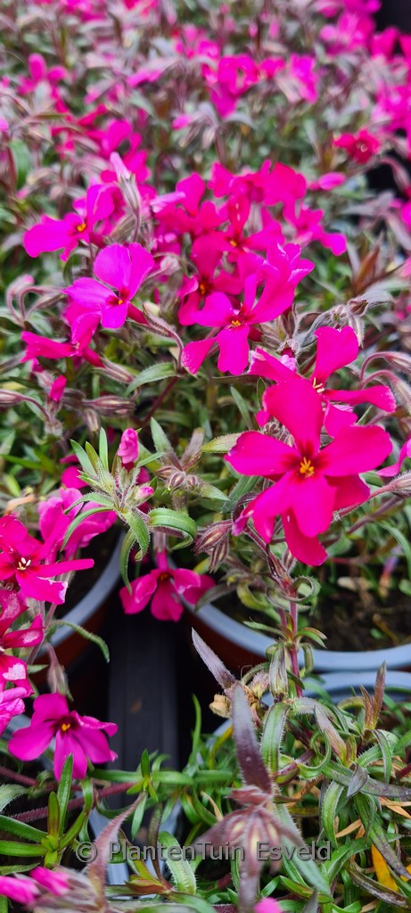 Phlox subulata ‚Scarlet Flame‘