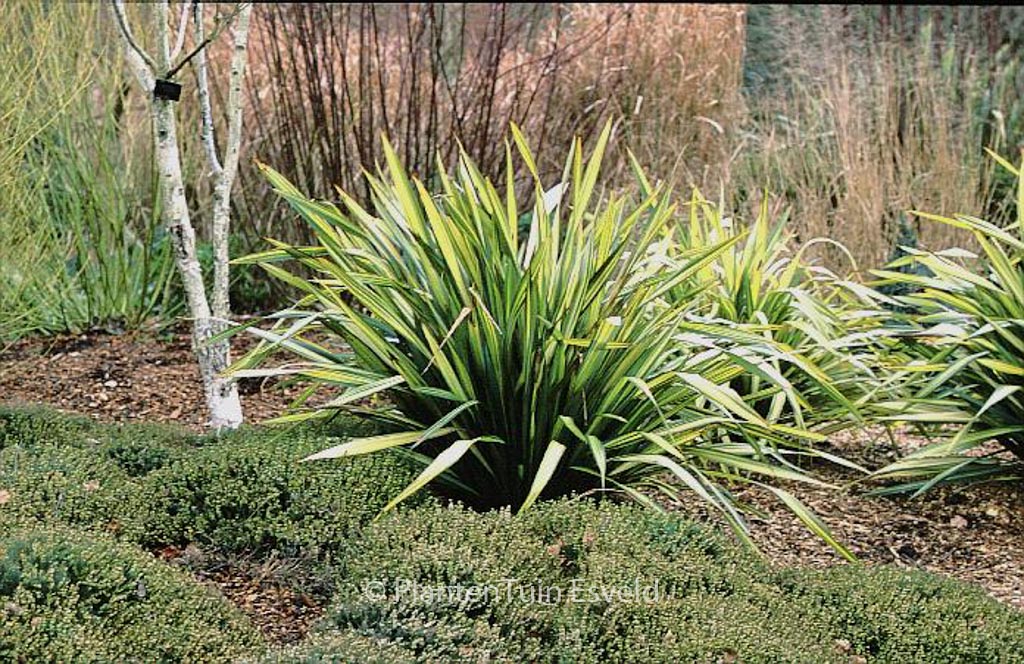 Phormium ‚Apricot Queen‘