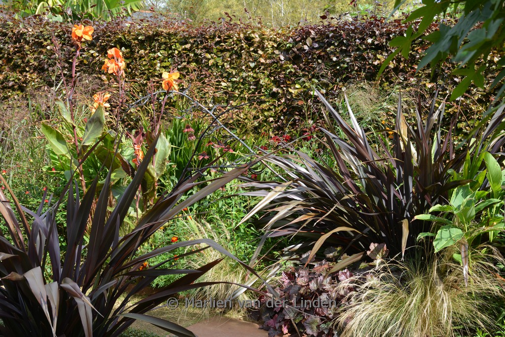 Phormium ‚Dark Delight‘