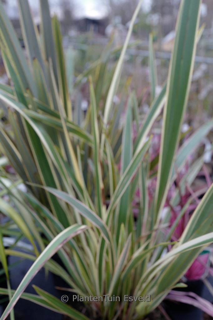 Phormium ‚Duet‘
