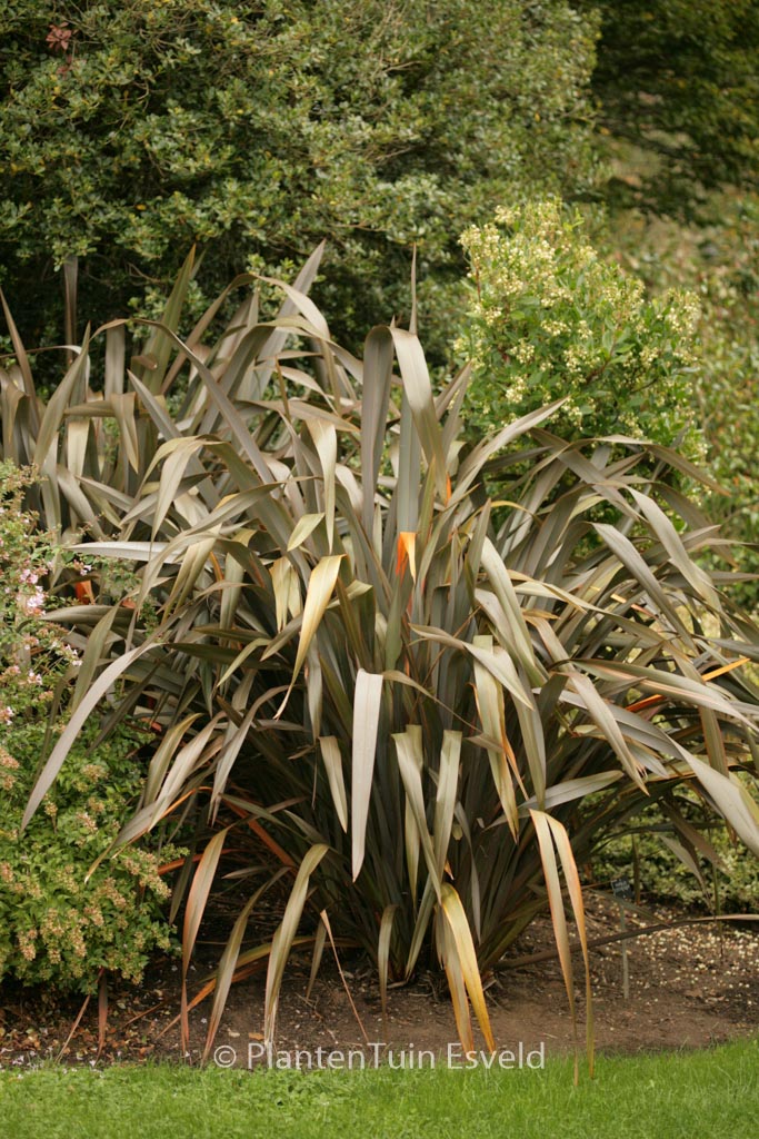 Phormium ‚Evening Glow‘