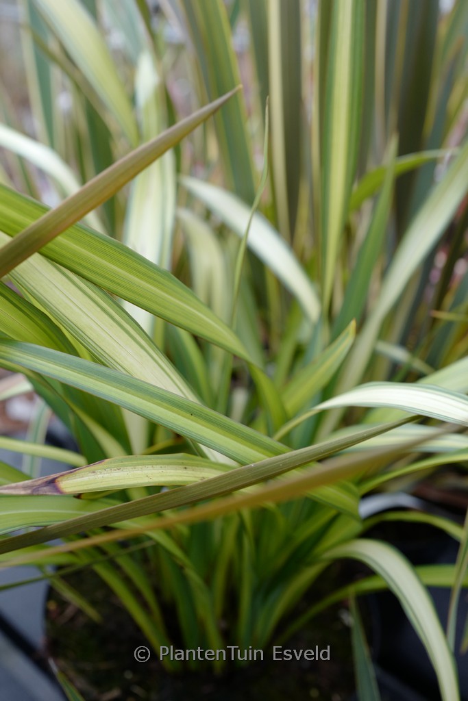 Phormium ‚Gold Sword‘