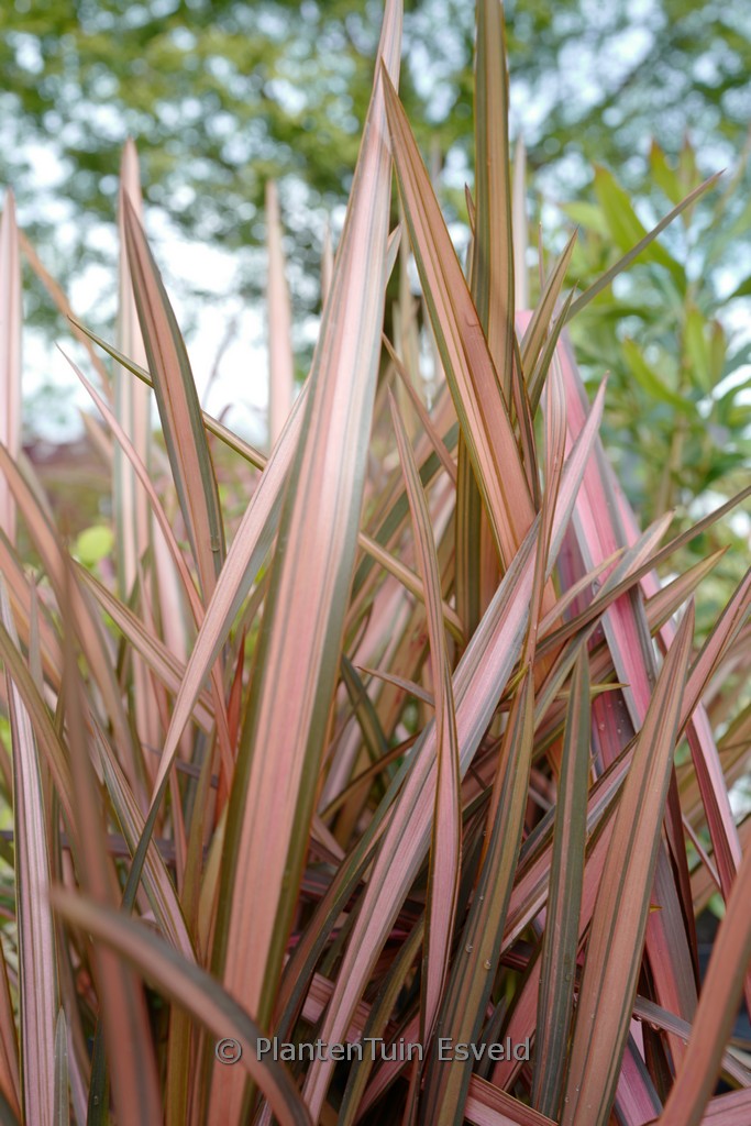 Phormium ‚Margaret Jones‘