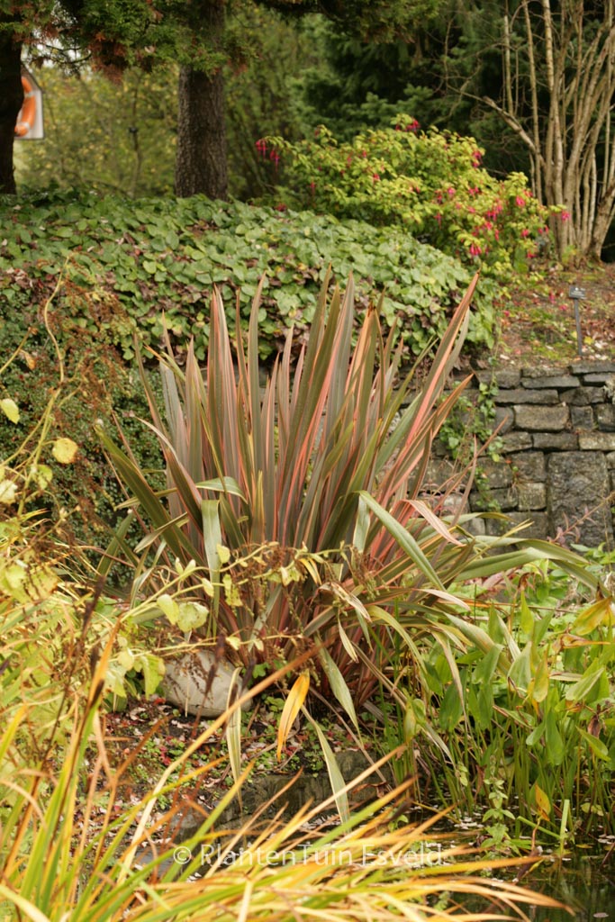 Phormium ‚Rainbow Queen‘