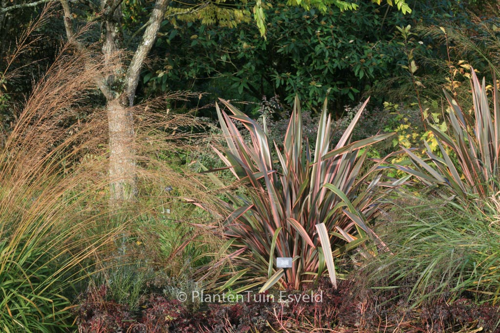 Phormium ‚Sundowner‘