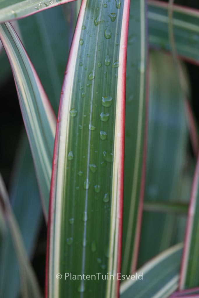 Phormium cookianum ‚Tricolor‘