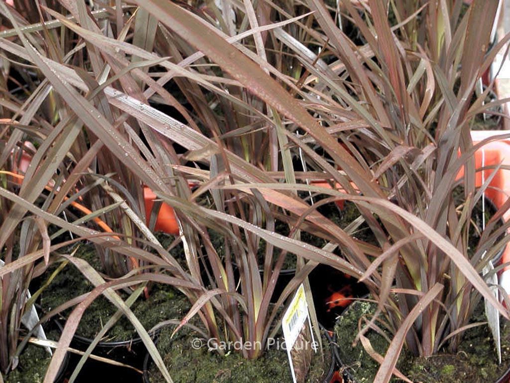 Phormium tenax ‚Bronze Baby‘