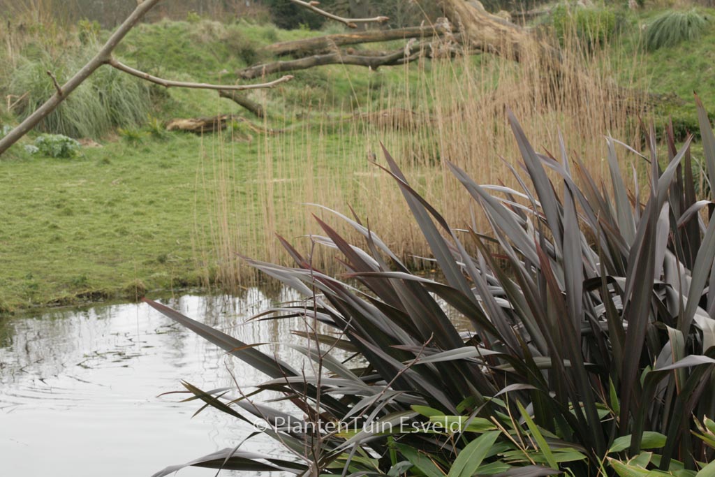 Phormium tenax ‚Purpureum‘