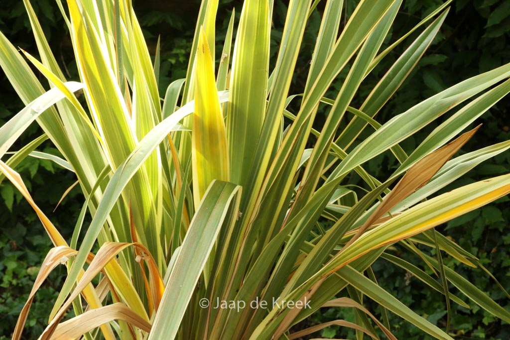 Phormium tenax ‚Variegatum‘