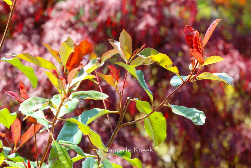 Photinia fraseri ‚Camilvy‘