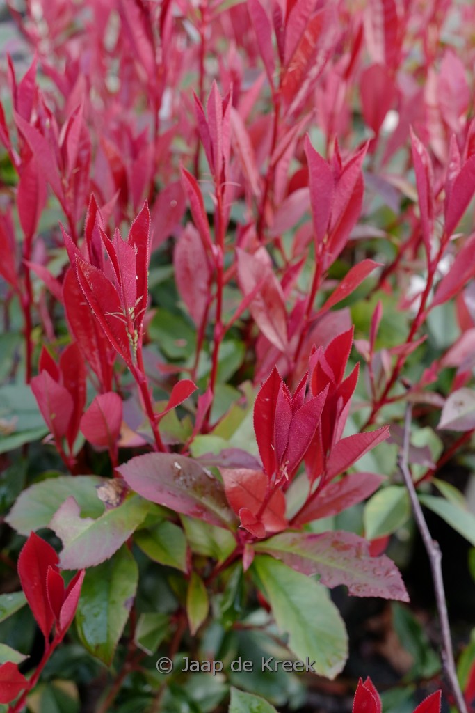 Photinia fraseri ‚Carre Rouge‘