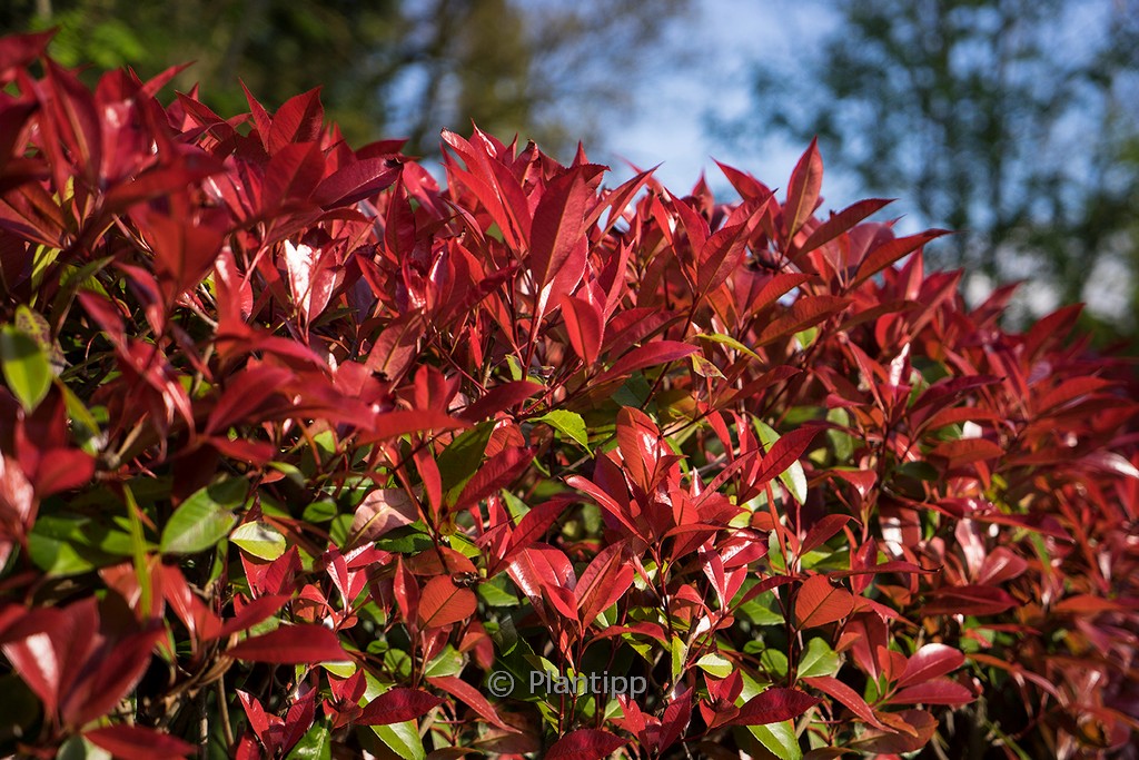 Photinia fraseri ‚Devil’s Dream‘