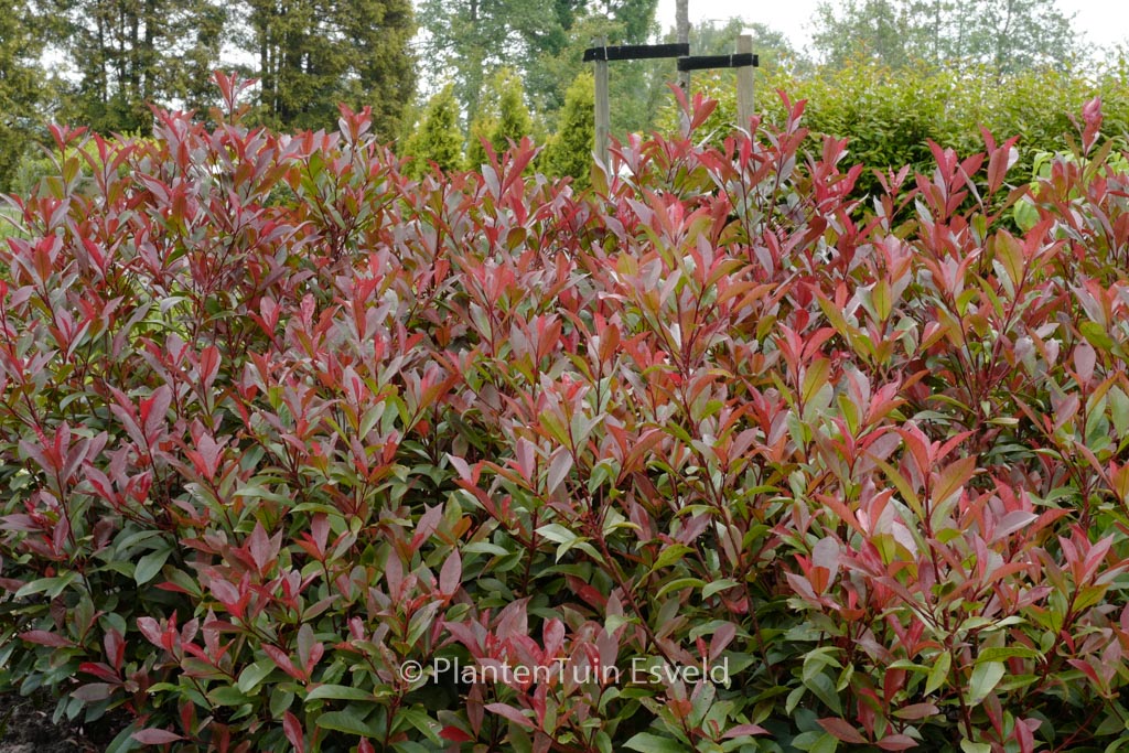 Photinia fraseri ‚Little Red Robin‘