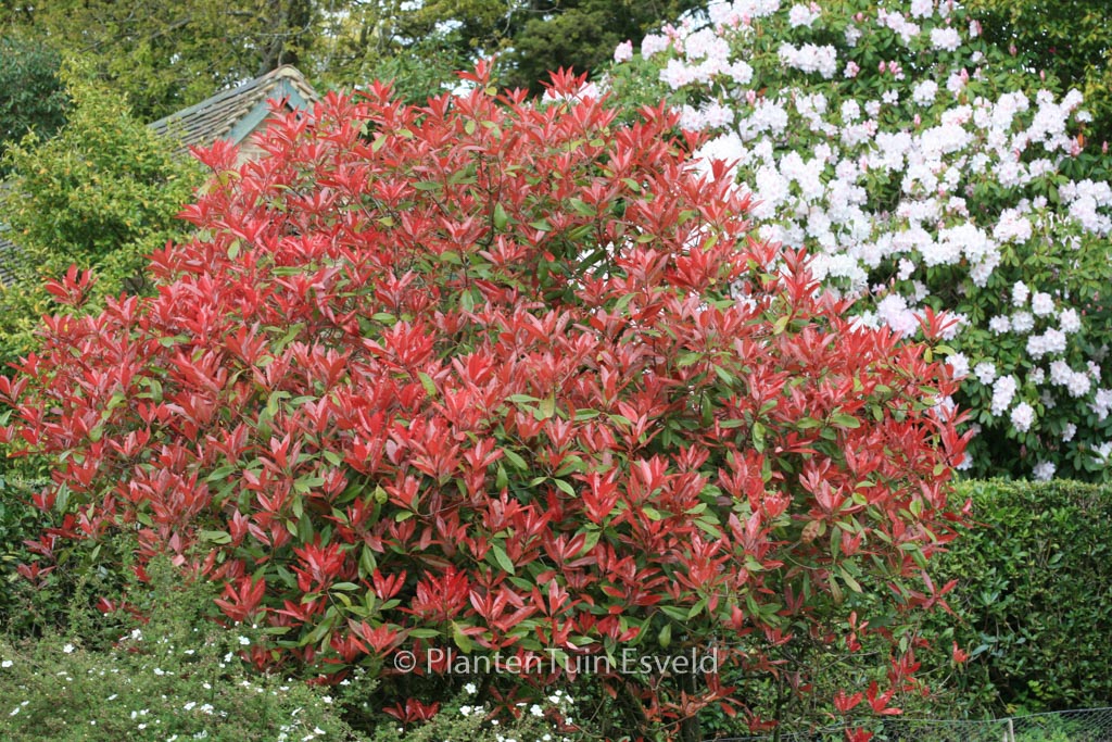 Photinia fraseri ‚Red Robin‘