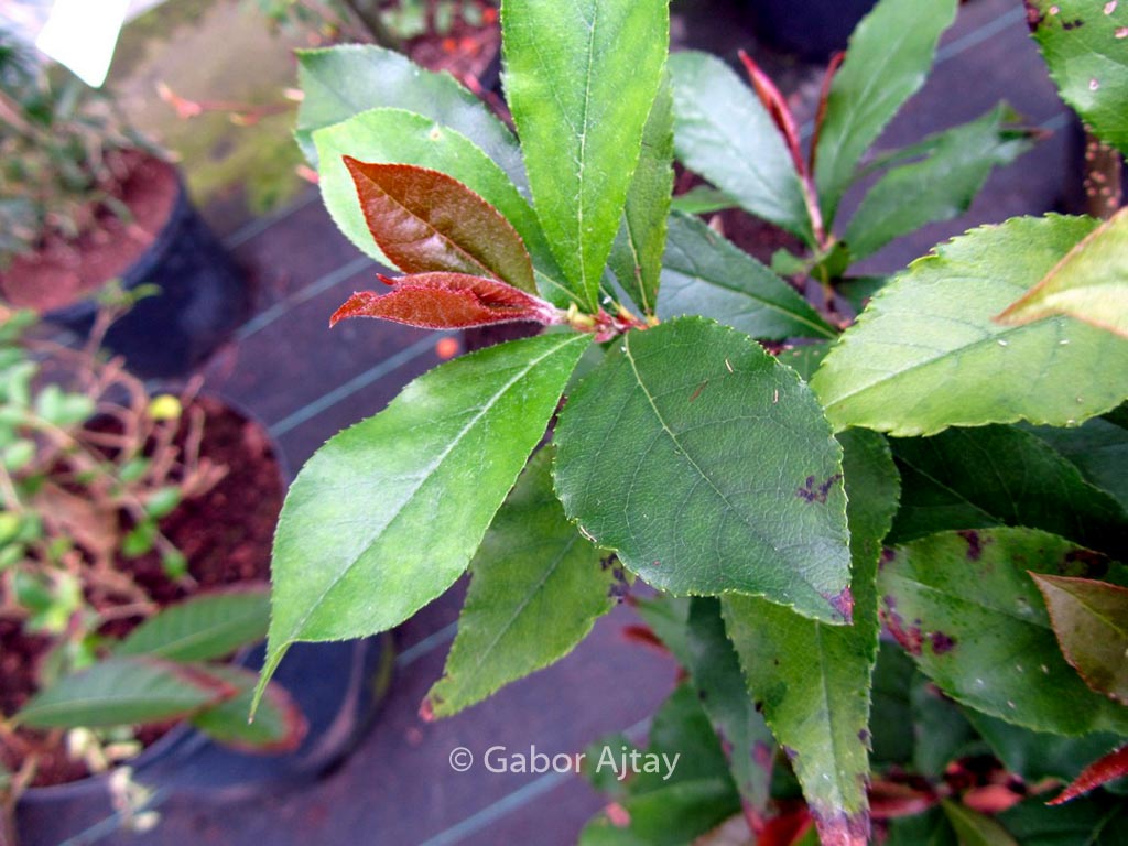 Photinia lucida