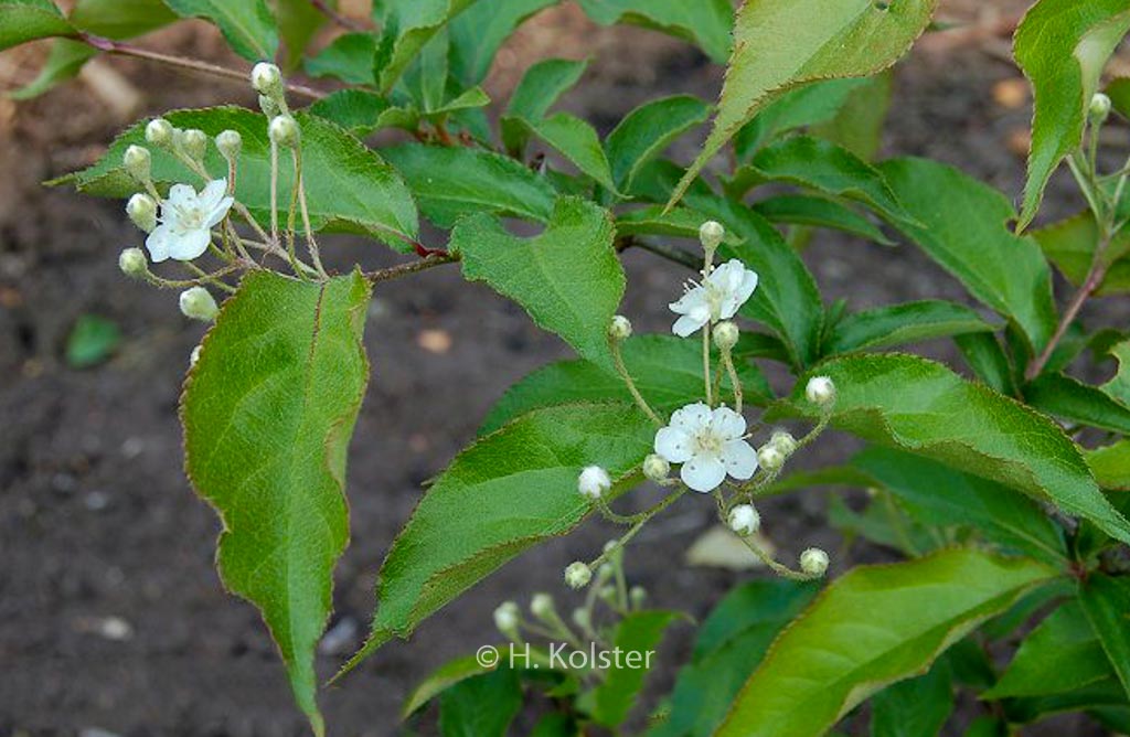 Photinia villosa sinica