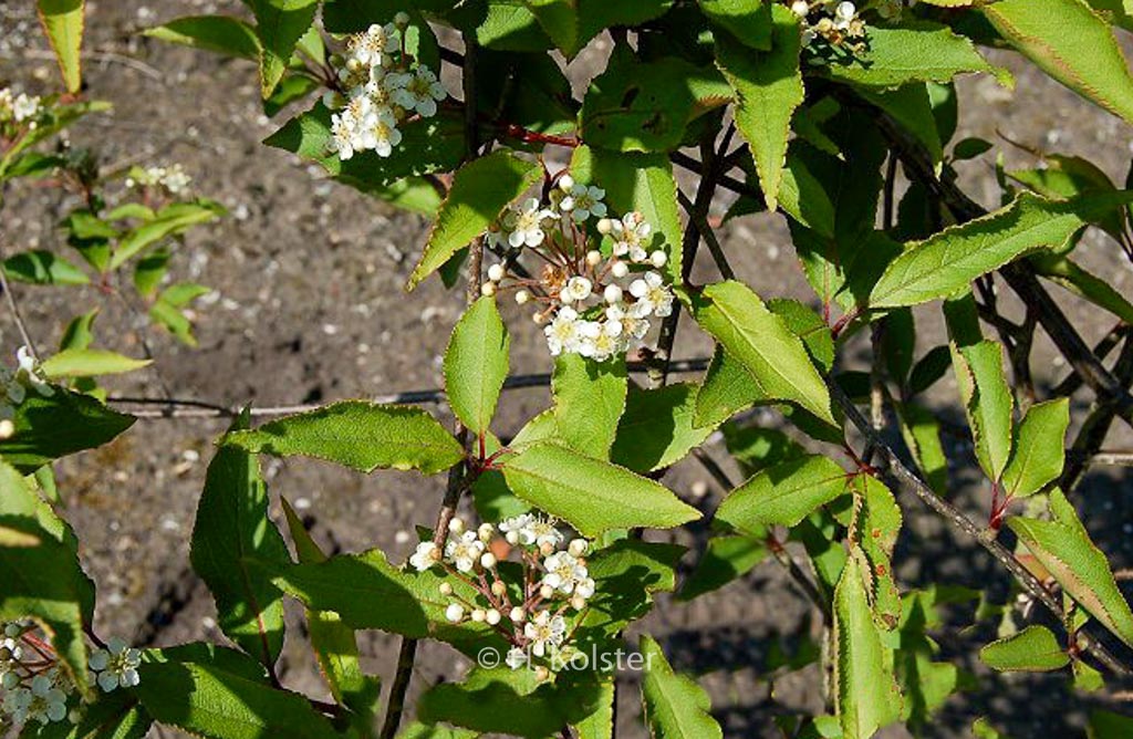 Photinia villosa zollingeri