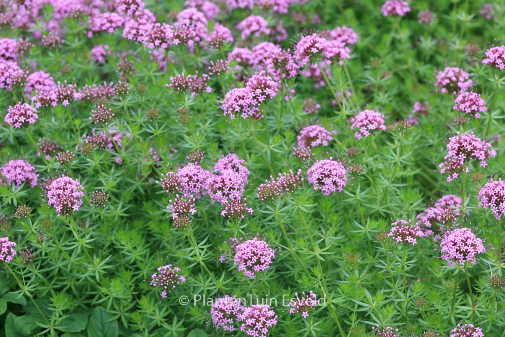 Phuopsis stylosa ‚Purpurea‘