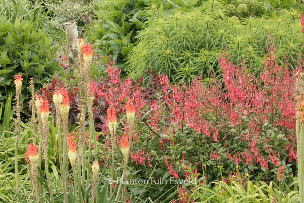 Phygelius rectus ‚African Queen‘