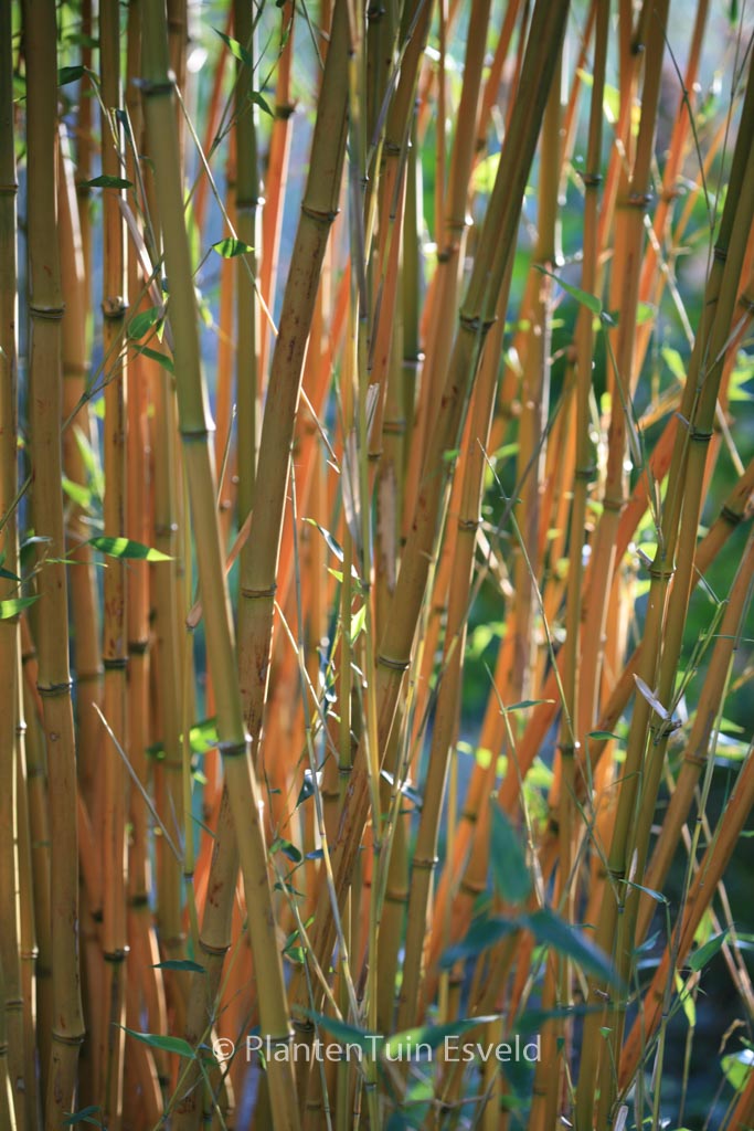 Phyllostachys aureosulcata ‚Aureocaulis‘