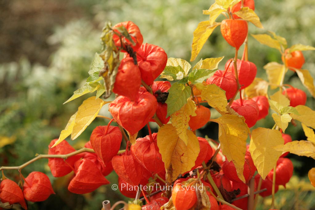 Physalis alkekengi franchetii