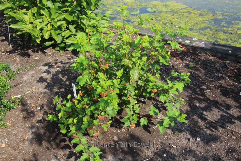 Physocarpus ‚Copper Glow‘