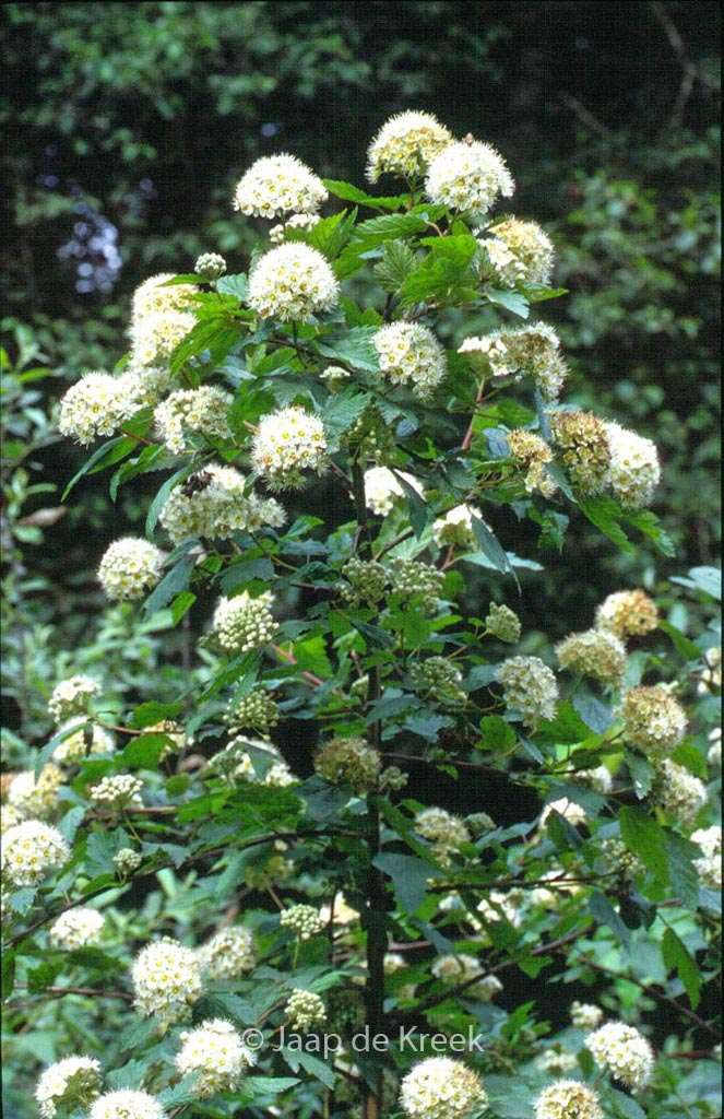 Physocarpus capitatus