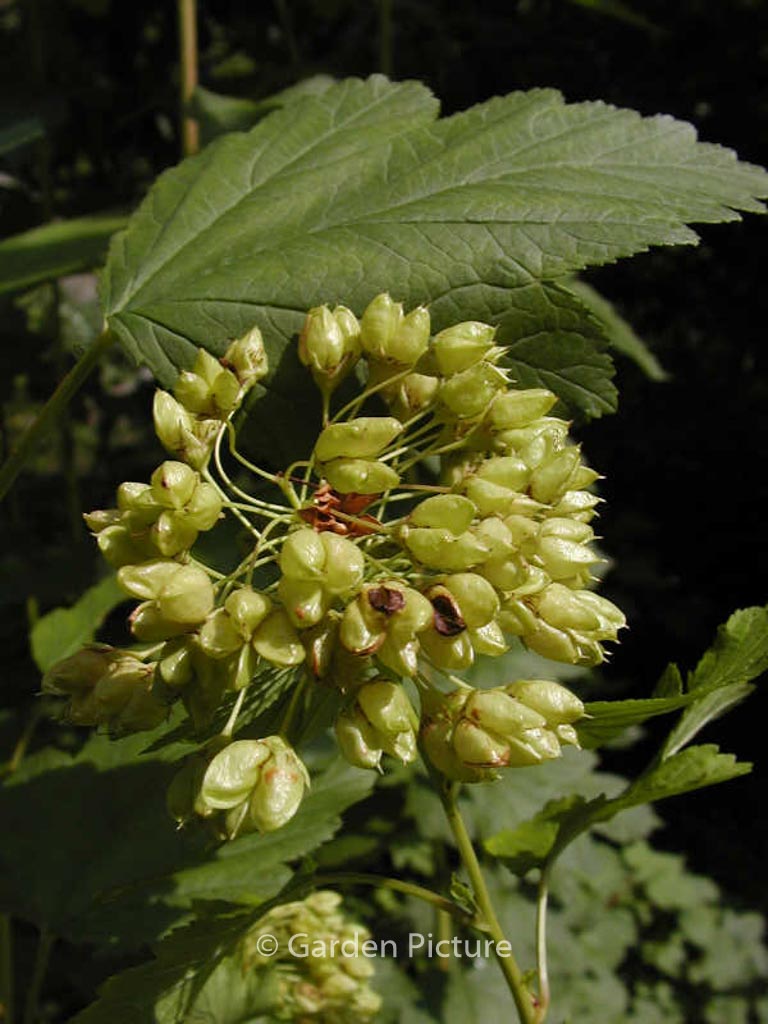 Physocarpus malvaceus