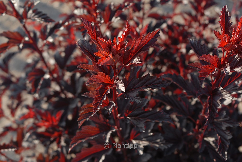 Physocarpus opulifolius ‚All Black‘