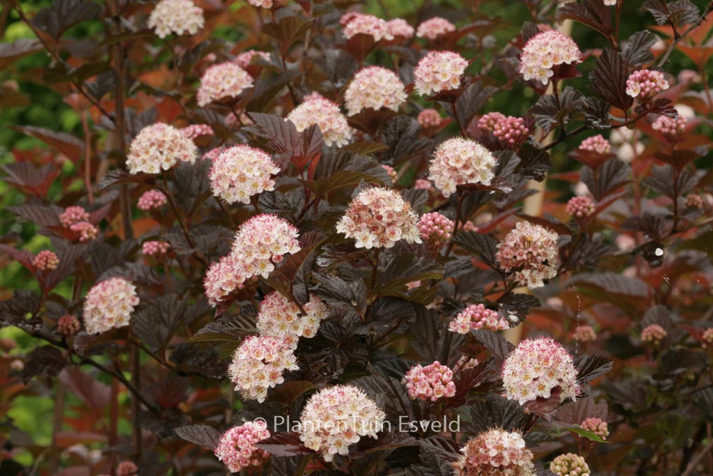 Physocarpus opulifolius ‚Andre‘