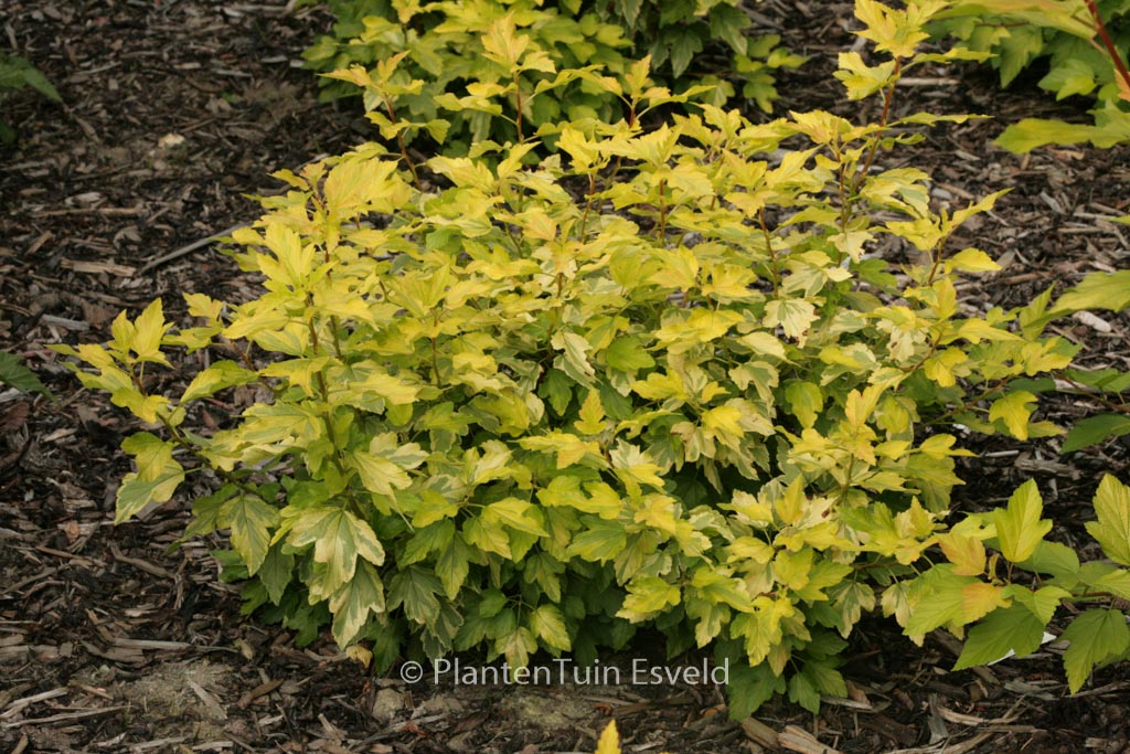 Physocarpus opulifolius ‚Annys Gold‘