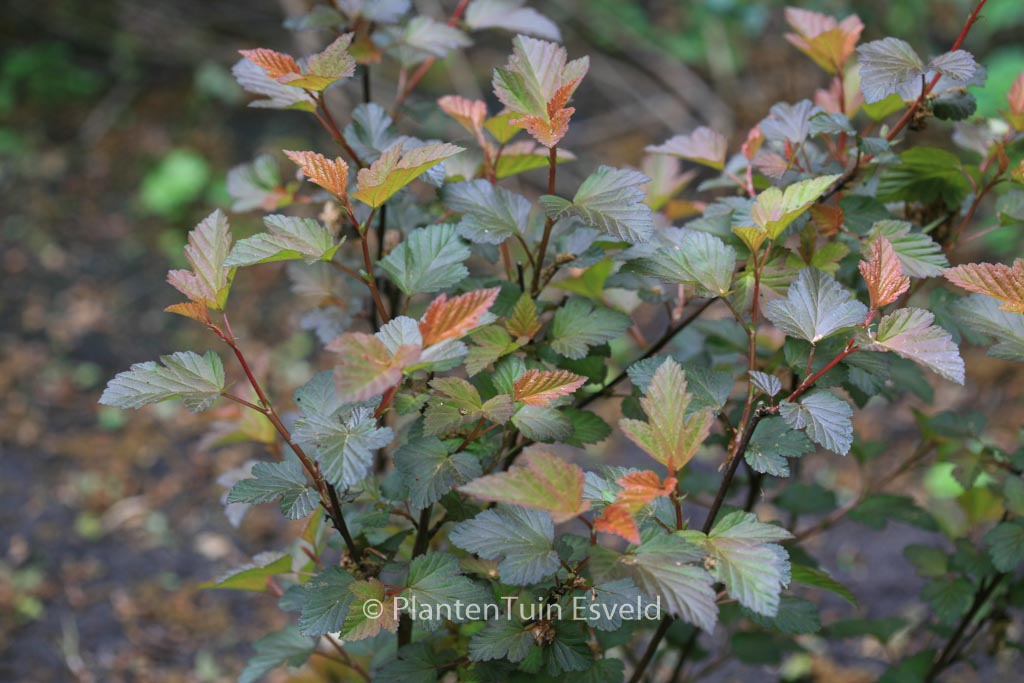 Physocarpus opulifolius ‚Center Glow‘