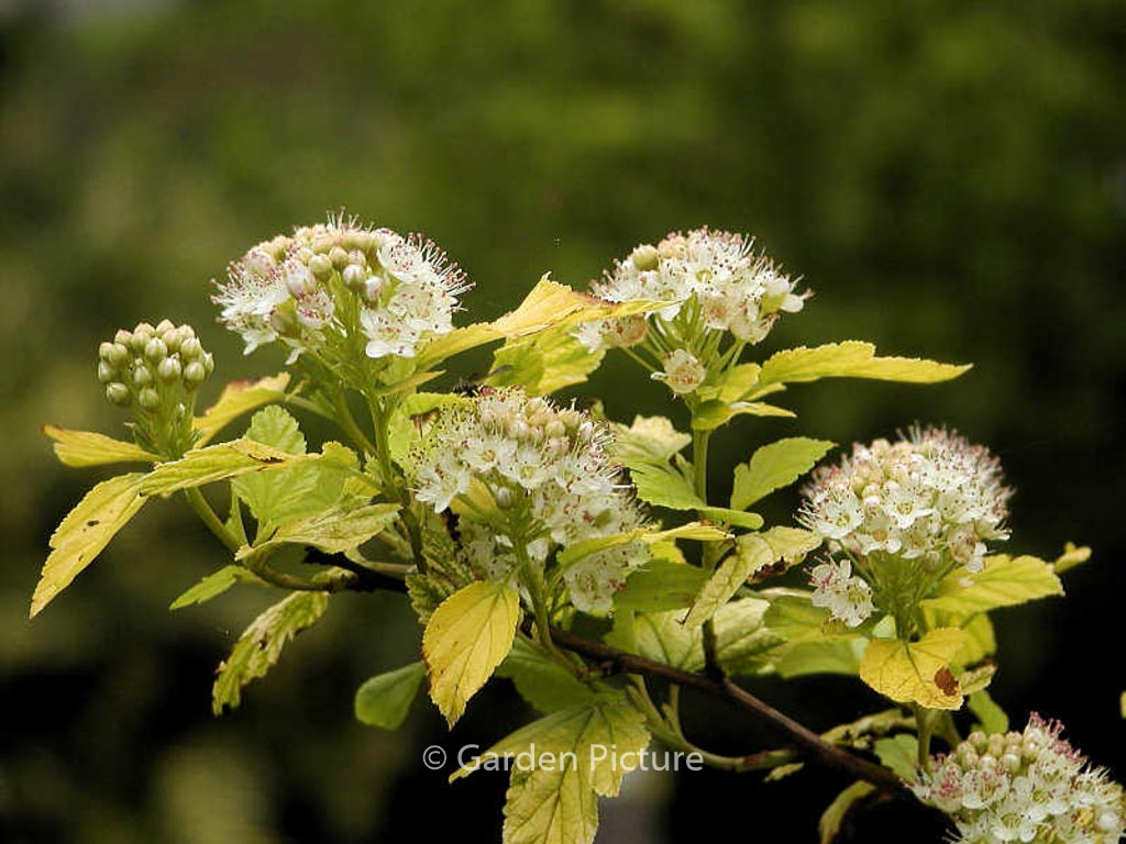Physocarpus opulifolius ‚Dart’s Gold‘