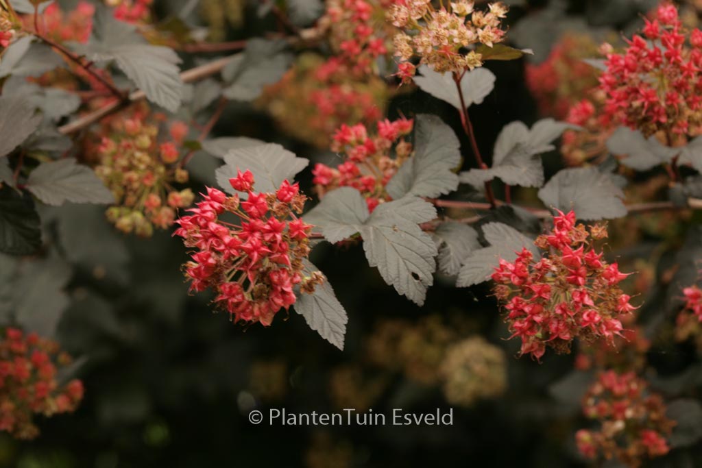 Physocarpus opulifolius ‚Diabolo‘
