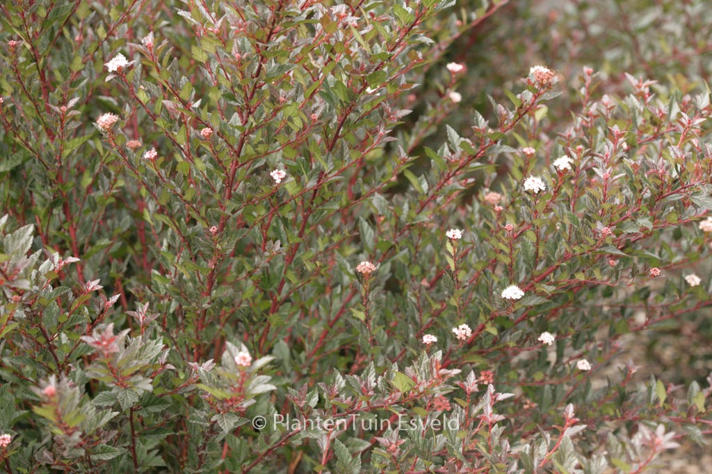 Physocarpus opulifolius ‚Donna May‘ (LITTLE DEVIL)