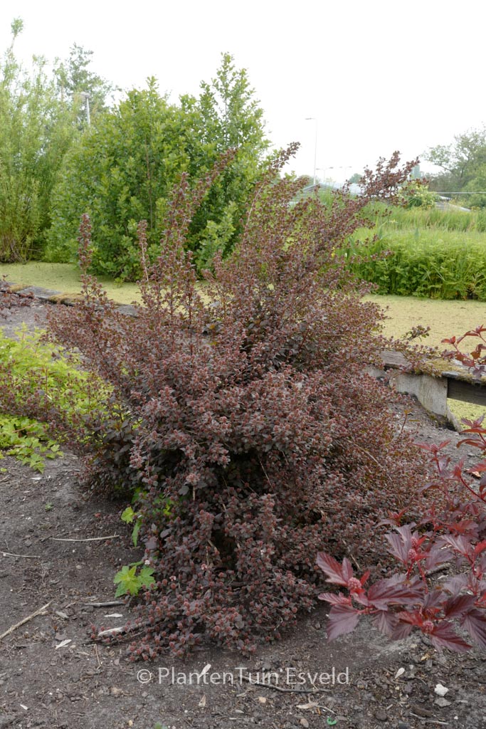 Physocarpus opulifolius ‚Hoogi021‘ (LITTLE JOKER)