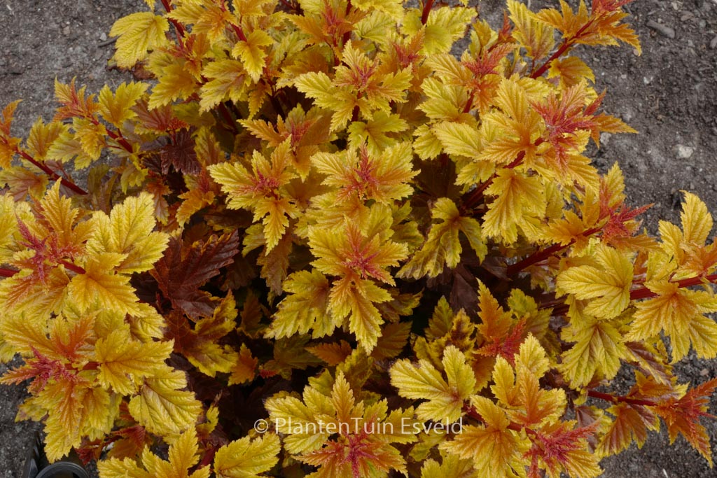 Physocarpus opulifolius ‚Hooi016‘ (LITTLE ANGEL)