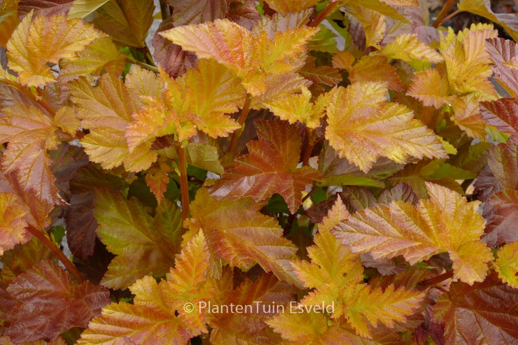Physocarpus opulifolius ‚Jefam‘ (AMBER JUBILEE)