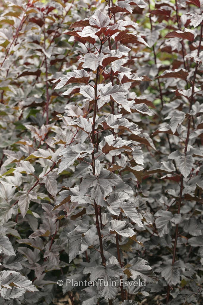 Physocarpus opulifolius ‚Jonight‘ (MIDNIGHT)