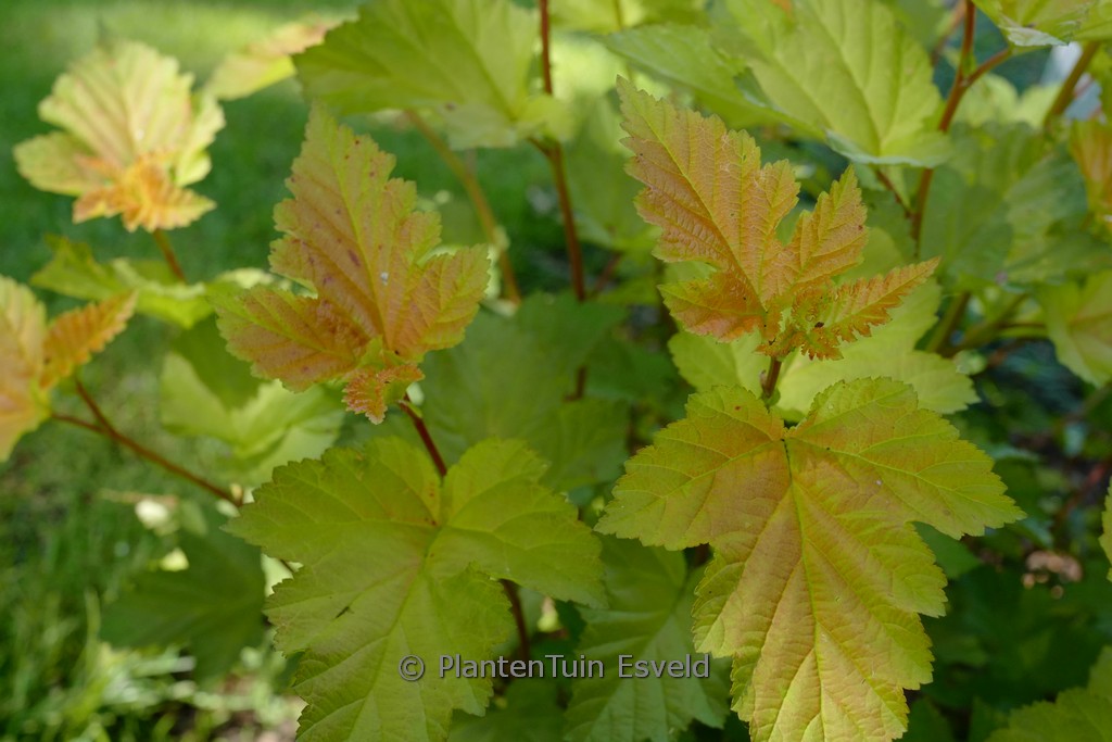 Physocarpus opulifolius ‚LP1‘ (MAGIC BALL)