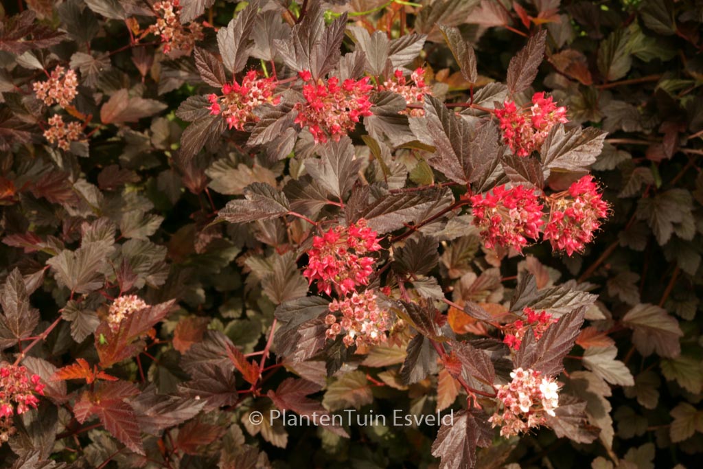 Physocarpus opulifolius ‚Mindia‘ (DIABLE D’OR)