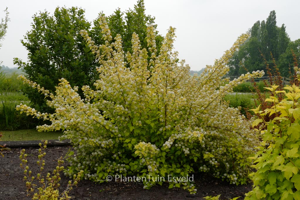 Physocarpus opulifolius ‚Nugget‘