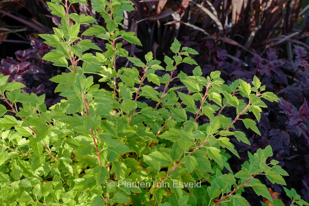 Physocarpus opulifolius ‚Raspberry Lemonade‘