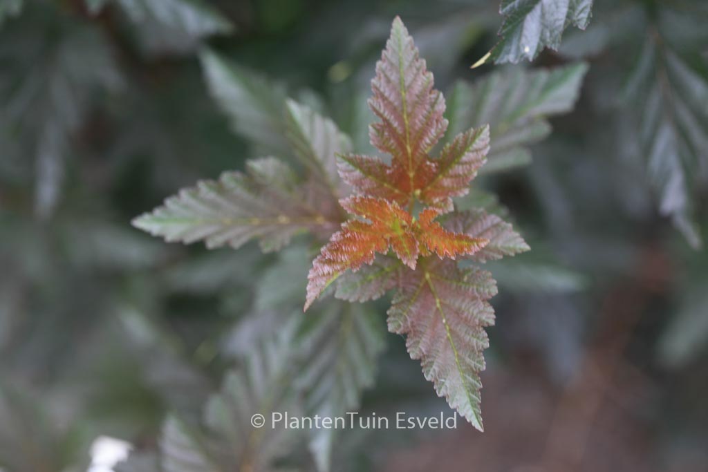 Physocarpus opulifolius ‚Red Baron‘