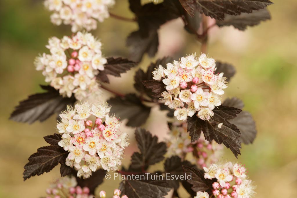 Physocarpus opulifolius ‚Seward‘ (SUMMER WINE)