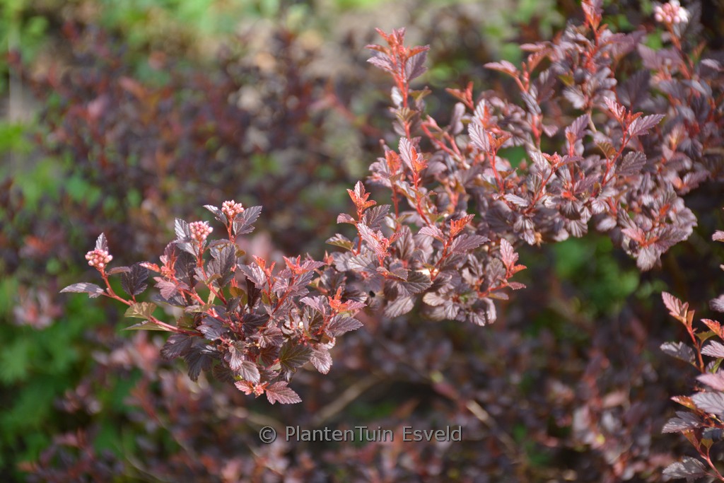 Physocarpus opulifolius ‚Sweet Cherry Tea‘
